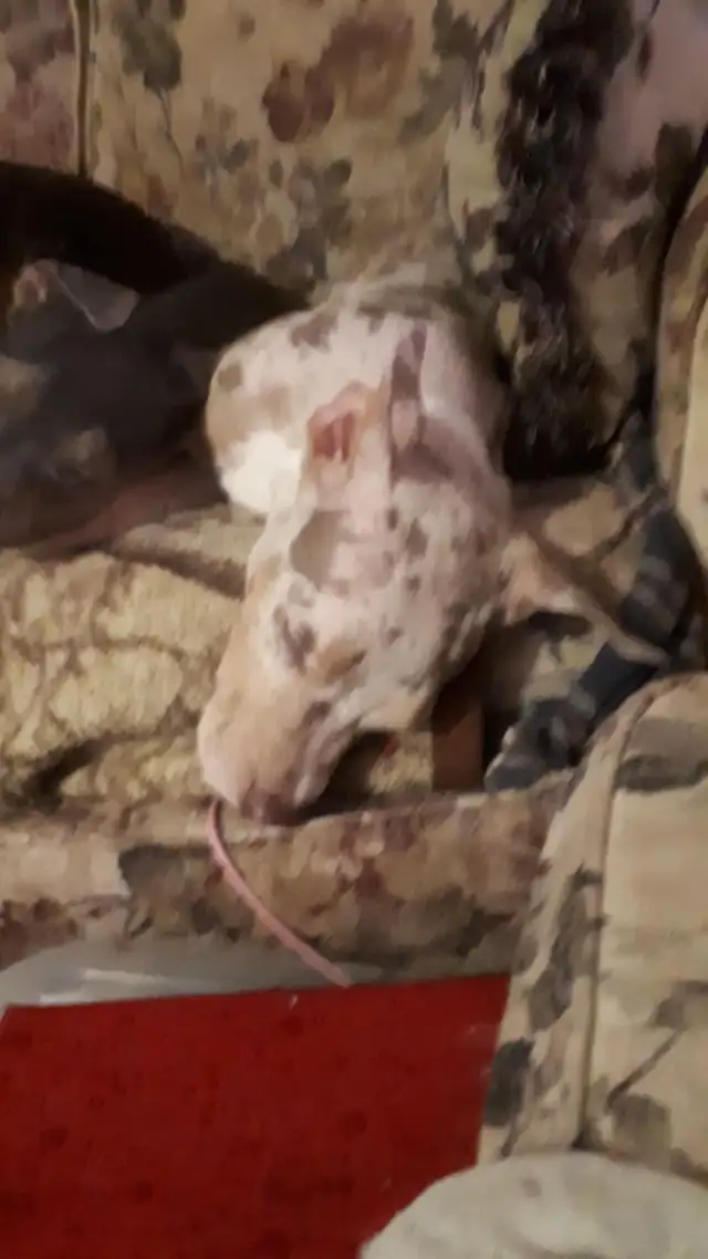 male pups sale - Photo 2