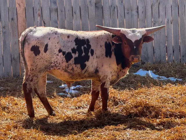 Texas Longhorn yearlings- 7 bulls 1 Heifer.