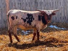 Texas Longhorn yearlings- 7 bulls 1 Heifer.