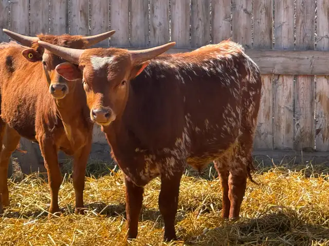 Texas Longhorn yearlings- 7 bulls 1 Heifer. - Photo 2