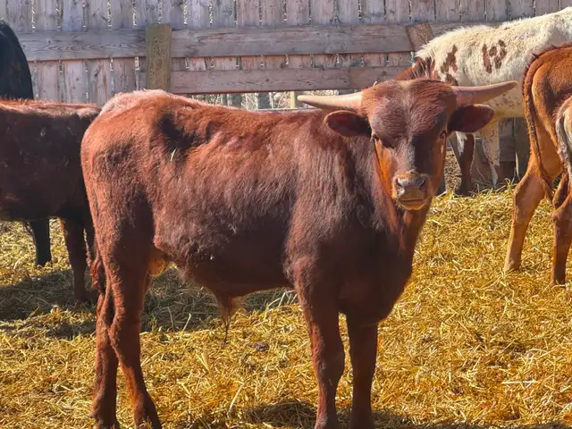 Texas Longhorn yearlings- 7 bulls 1 Heifer. - Photo 3
