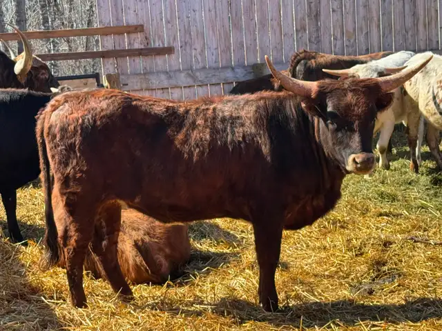 Texas Longhorn yearlings- 7 bulls 1 Heifer. - Photo 4