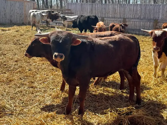 Texas Longhorn yearlings- 7 bulls 1 Heifer. - Photo 5