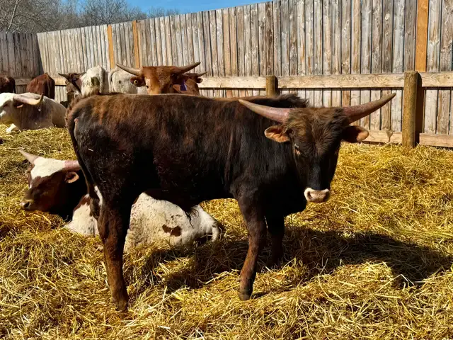 Texas Longhorn yearlings- 7 bulls 1 Heifer. - Photo 6