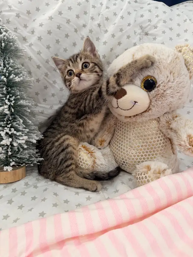 ❤️ Bengal/Siberian kittens ❤️(437) 292-1163 - Photo 3