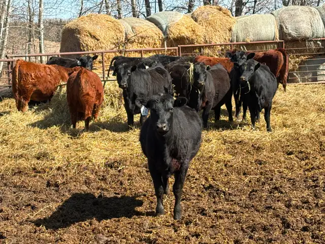 25 Black Angus Heifers for Sale