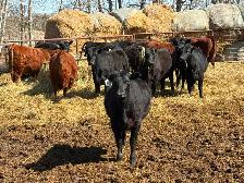 25 Black Angus Heifers for Sale