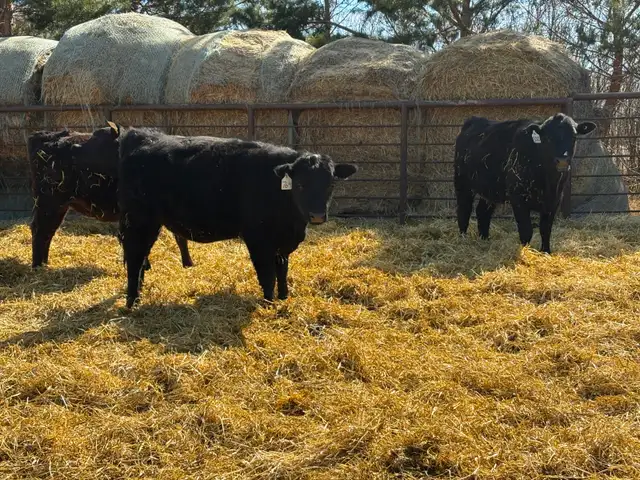 25 Black Angus Heifers for Sale - Photo 2