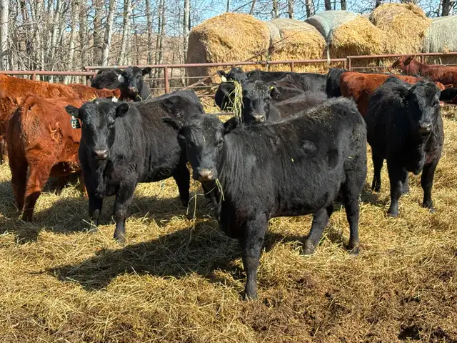 25 Black Angus Heifers for Sale - Photo 3