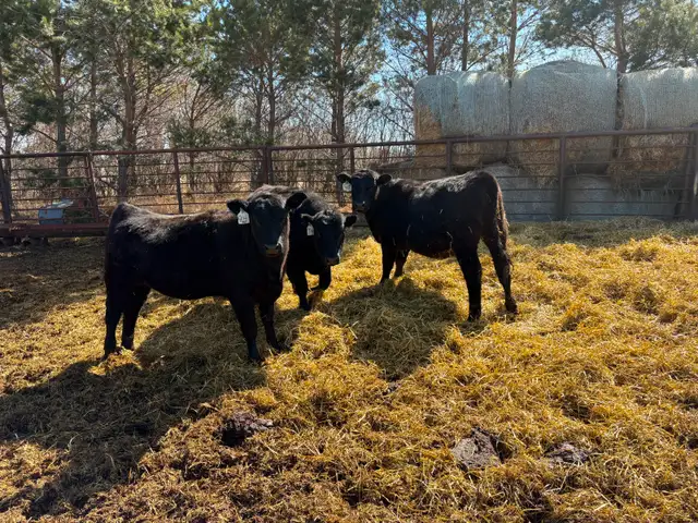 25 Black Angus Heifers for Sale - Photo 5