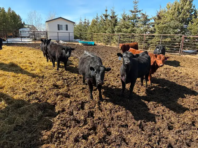 25 Black Angus Heifers for Sale - Photo 6