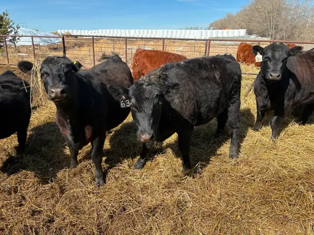 25 Black Angus Heifers for Sale - Photo 7