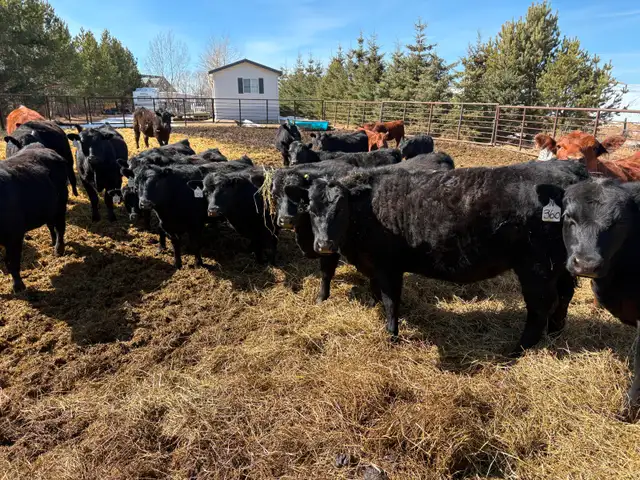 25 Black Angus Heifers for Sale - Photo 8