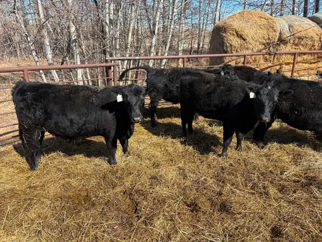 25 Black Angus Heifers for Sale - Photo 9