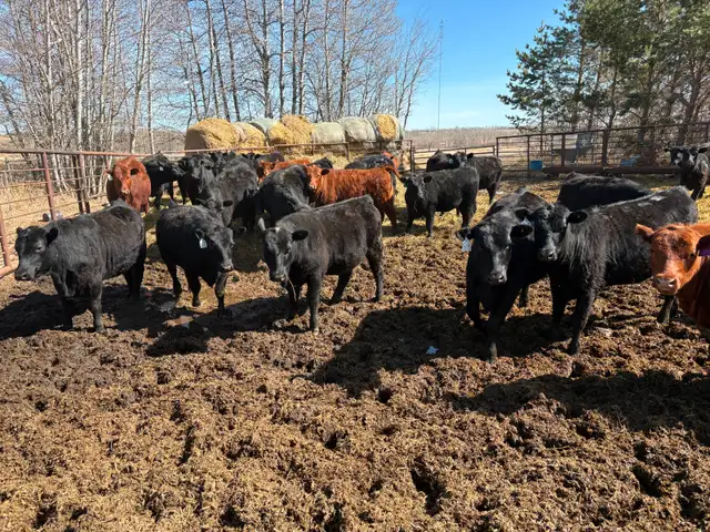 25 Black Angus Heifers for Sale - Photo 10