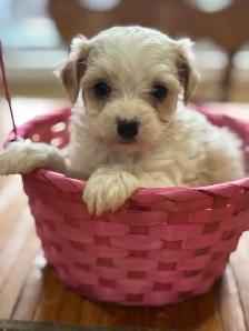 Bichon poodle puppies
