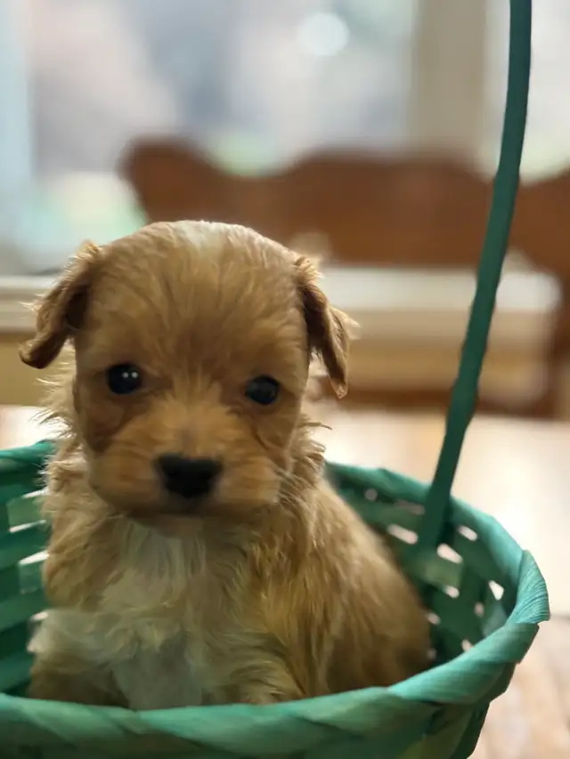 Bichon poodle puppies - Photo 2