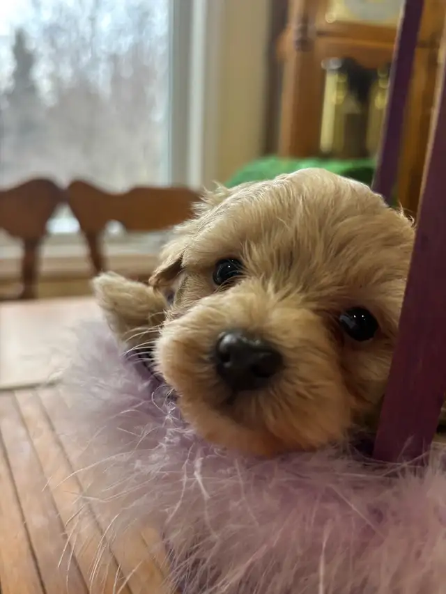 Bichon poodle puppies - Photo 3