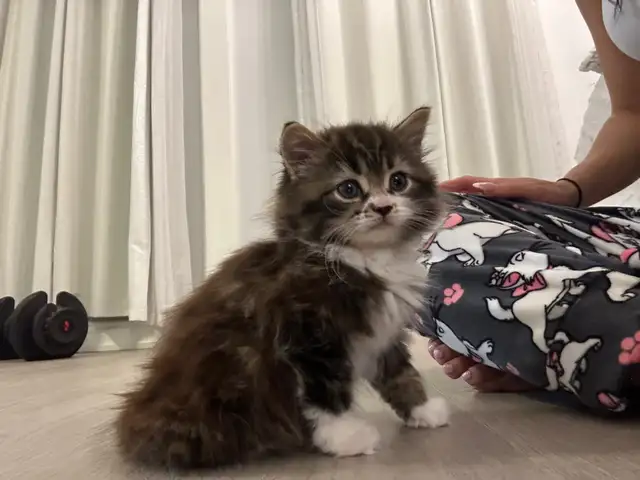 ♡ Siberian Kitten  ♡ health card   sample food ❤️ - Photo 4