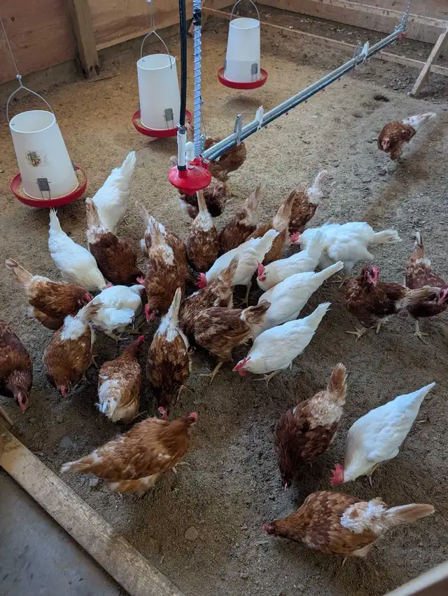 1.5 year  spent hens -SOLD!!