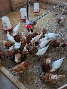1.5 year  spent hens -SOLD!!