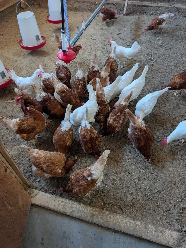 1.5 year  spent hens -SOLD!! - Photo 2