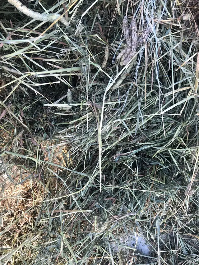 premium hay - Photo 6
