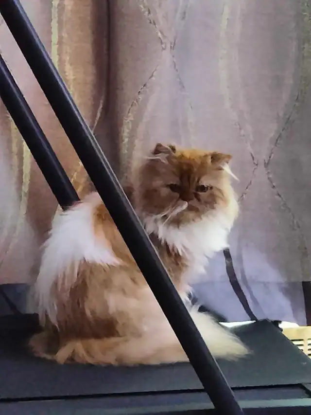 Chatons de 2 mois et demi à vendre.