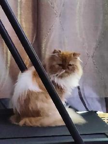 Chatons de 2 mois et demi à vendre.