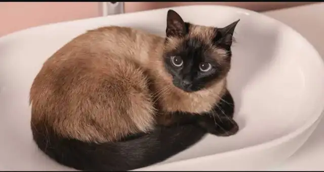 Chatons de 2 mois et demi à vendre. - Photo 2