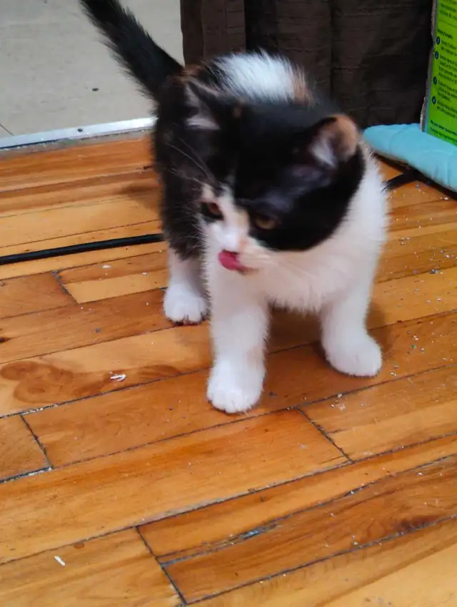 Chatons de 2 mois et demi à vendre. - Photo 4