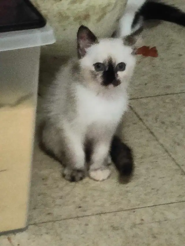 Chatons de 2 mois et demi à vendre. - Photo 5