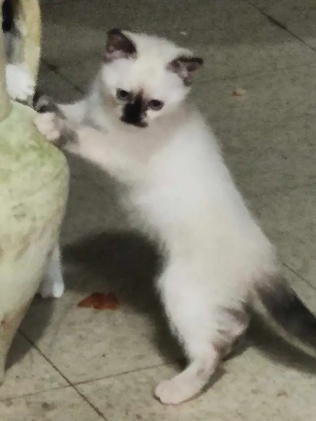 Chatons de 2 mois et demi à vendre. - Photo 6