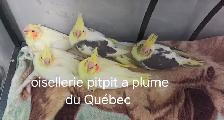 Oisillions cockatiel