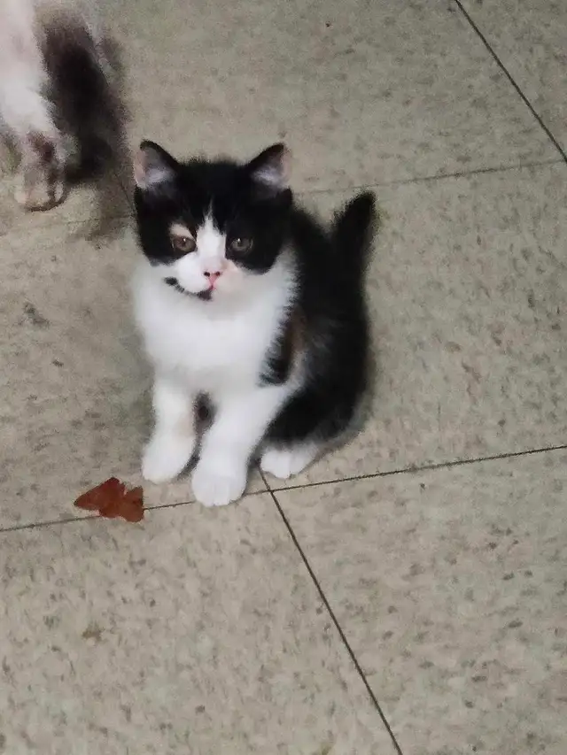 2 adorables chatons de 2 mois et demi a vendre - Photo 2