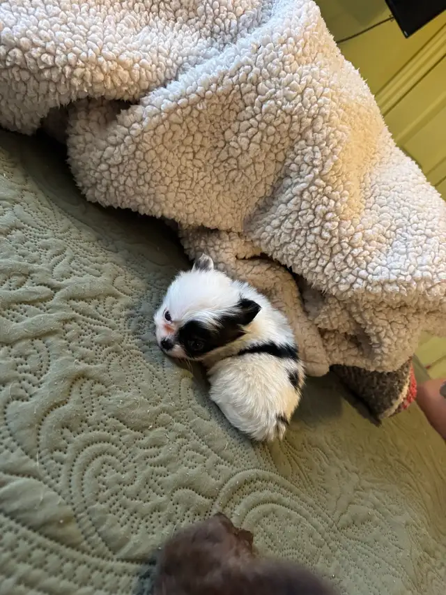 chiot chihuahua - Photo 2