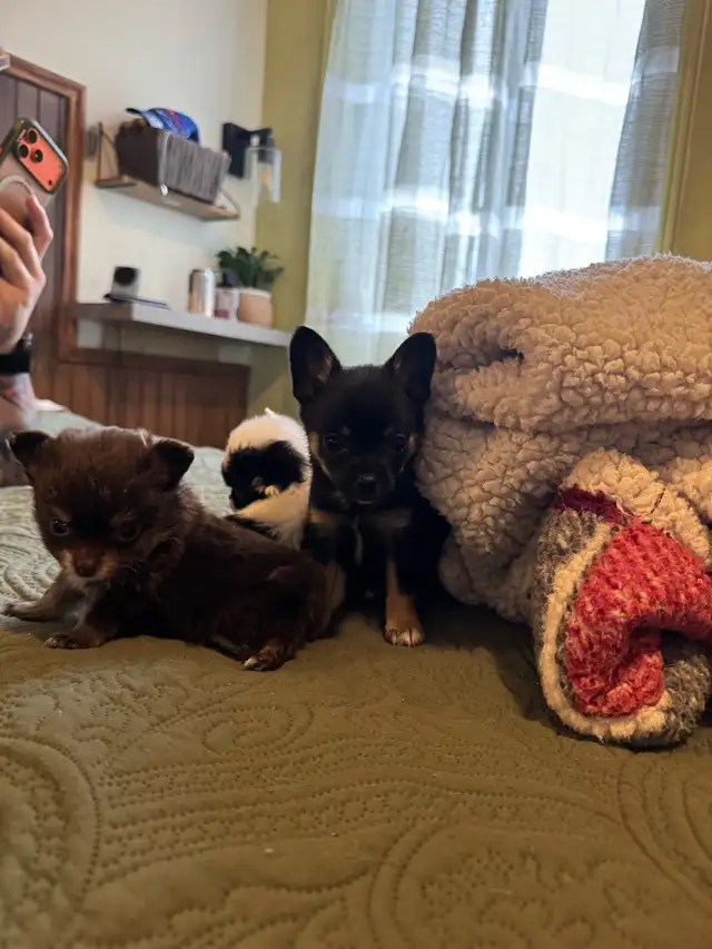 chiot chihuahua - Photo 3