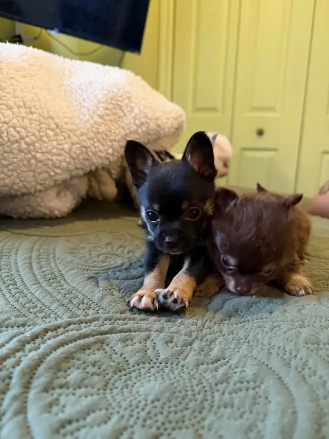 chiot chihuahua - Photo 4