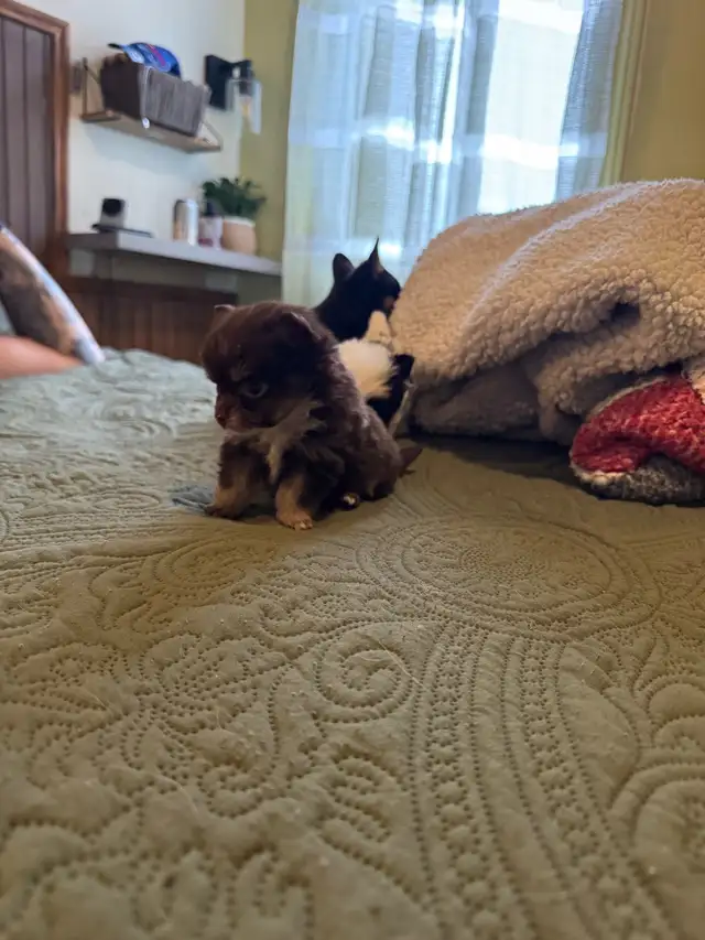 chiot chihuahua - Photo 5