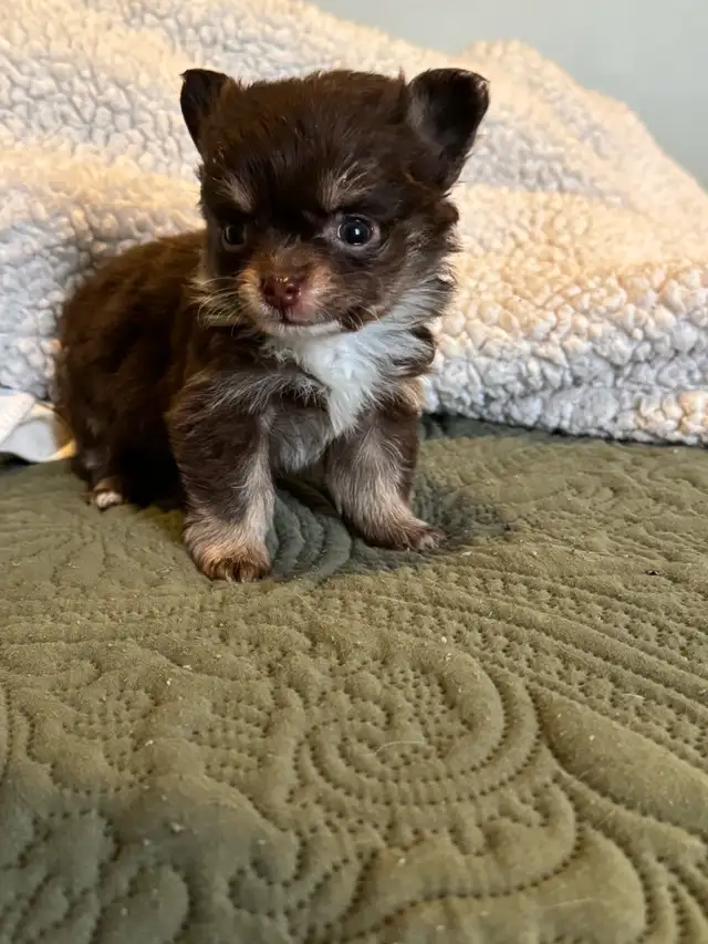 chiot chihuahua - Photo 6