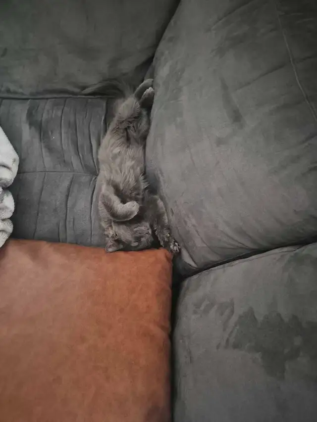 munchkin ragdoll - Photo 2