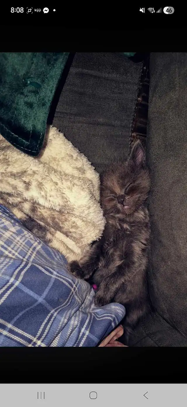 munchkin ragdoll - Photo 3