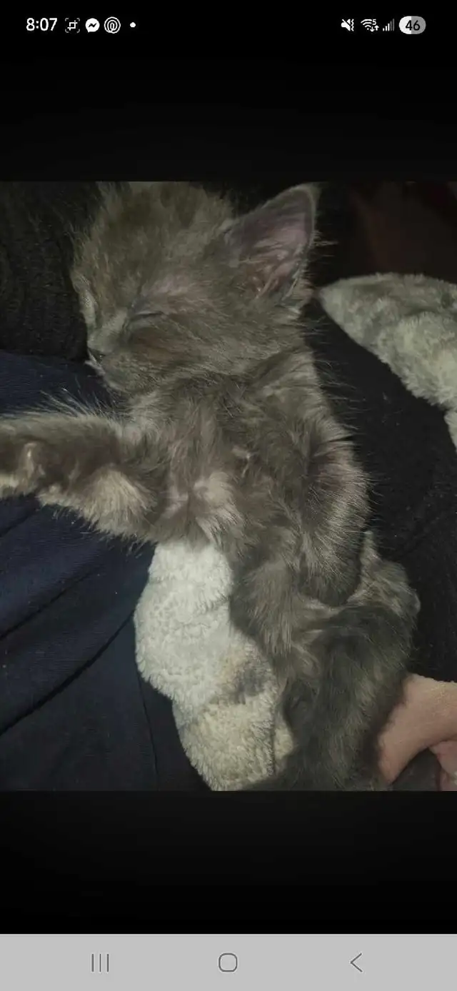 munchkin ragdoll - Photo 5