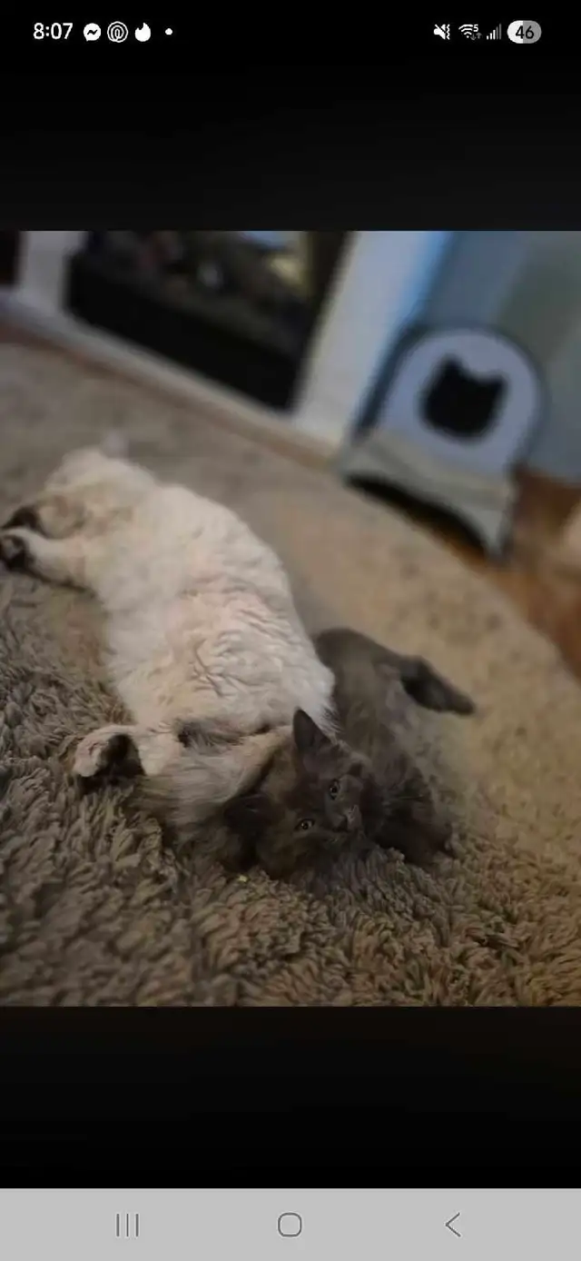 munchkin ragdoll - Photo 6