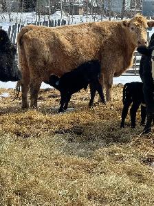 quite older cow calf pairs