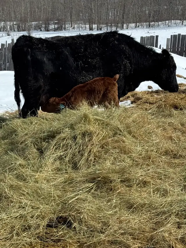 quite older cow calf pairs - Photo 2