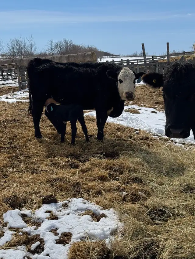 quite older cow calf pairs - Photo 3