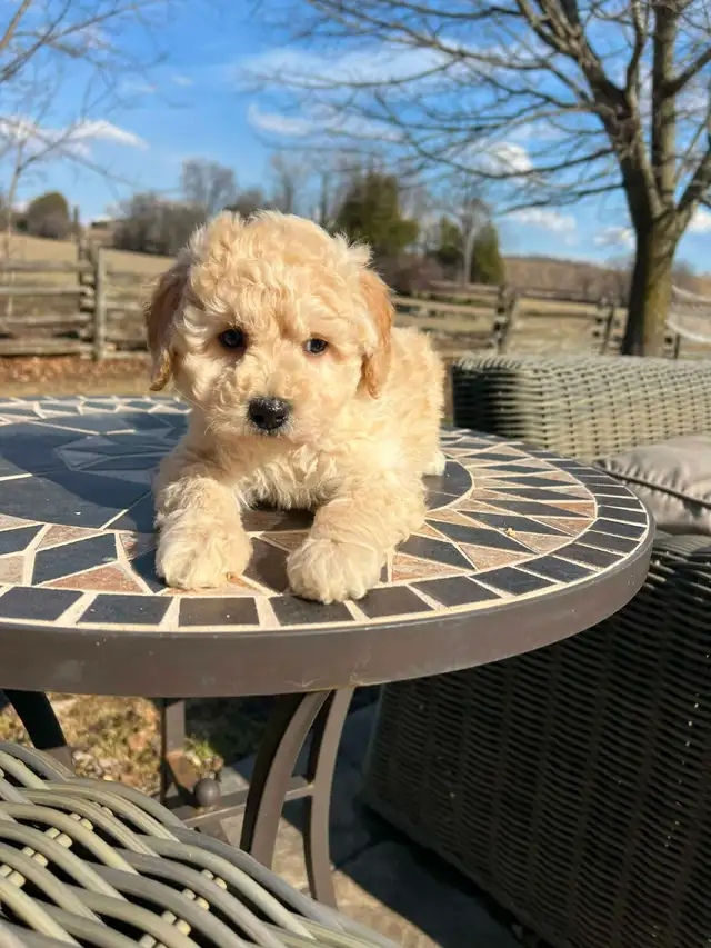 Bichapoo puppies
