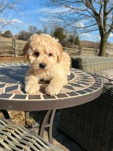 Bichapoo puppies