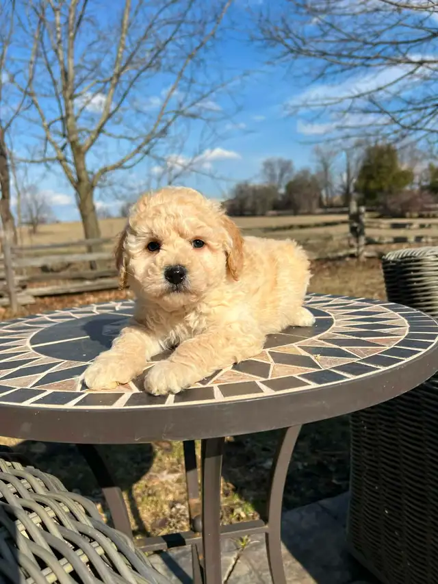 Bichapoo puppies - Photo 2